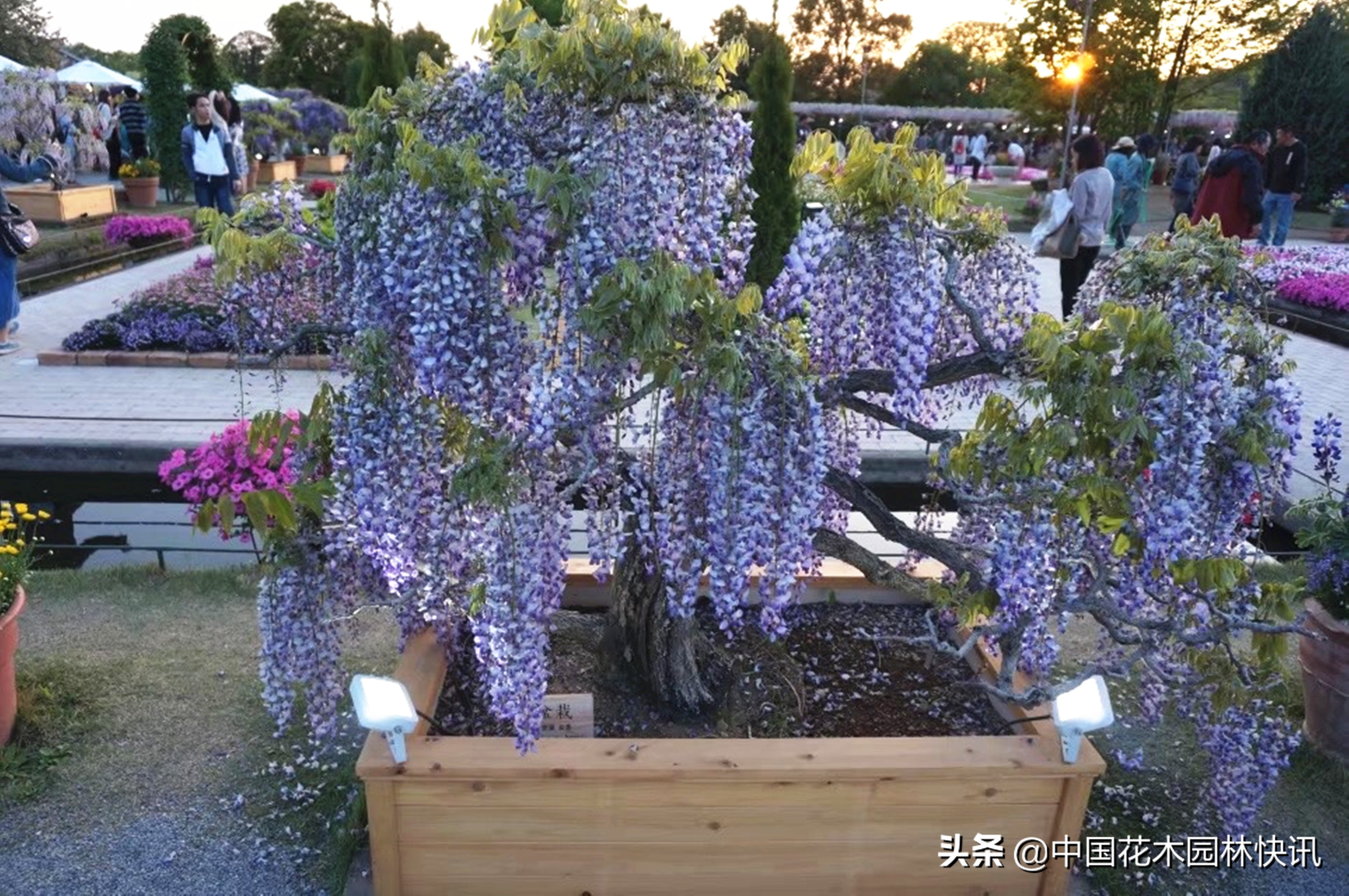 日本最美紫藤园,日本紫藤花美景