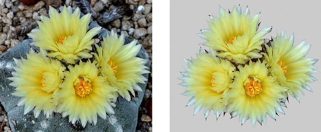 告别抠图烦恼！从此抠图更轻松，PS自动抠图超级插件免费领取