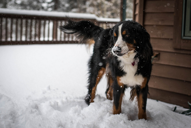 最漂亮的优秀工作犬是什么犬,最适合新手养的狗狗工作犬
