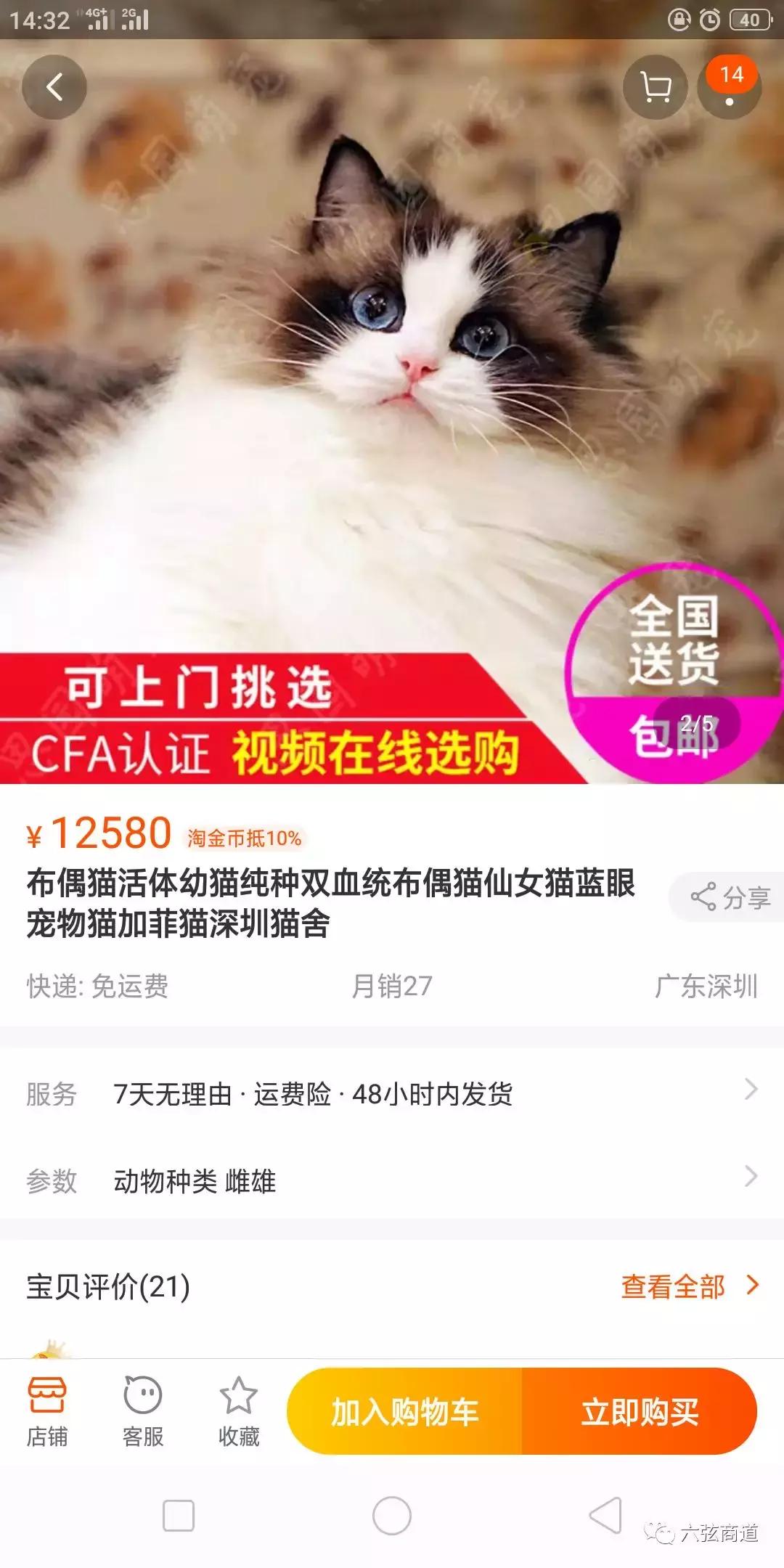 猫咪市场什么时候价格低,猫咪的火热市场