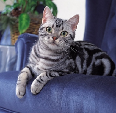 一分钟带你了解常见猫的品种,猫咪品种大全教你认清猫咪的种类