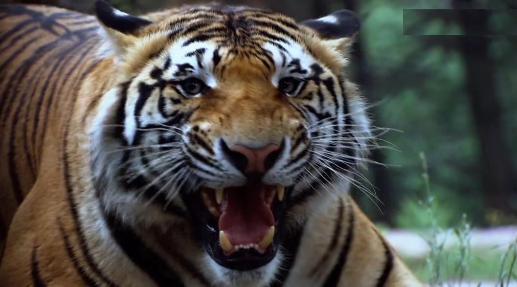 武松与西门庆的恩怨,武松和西门庆打架的时候