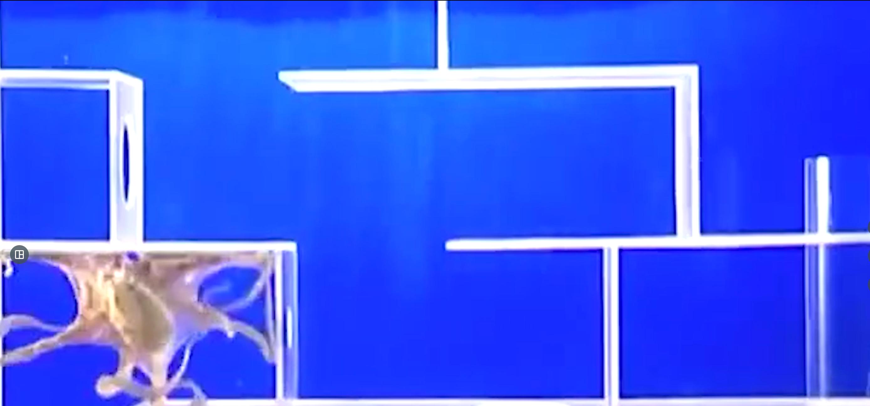 科学家推测章鱼是外星物种,誉为地球上最像外星人的生物章鱼