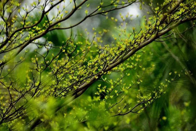 清明古诗词集锦,清明古诗词文案