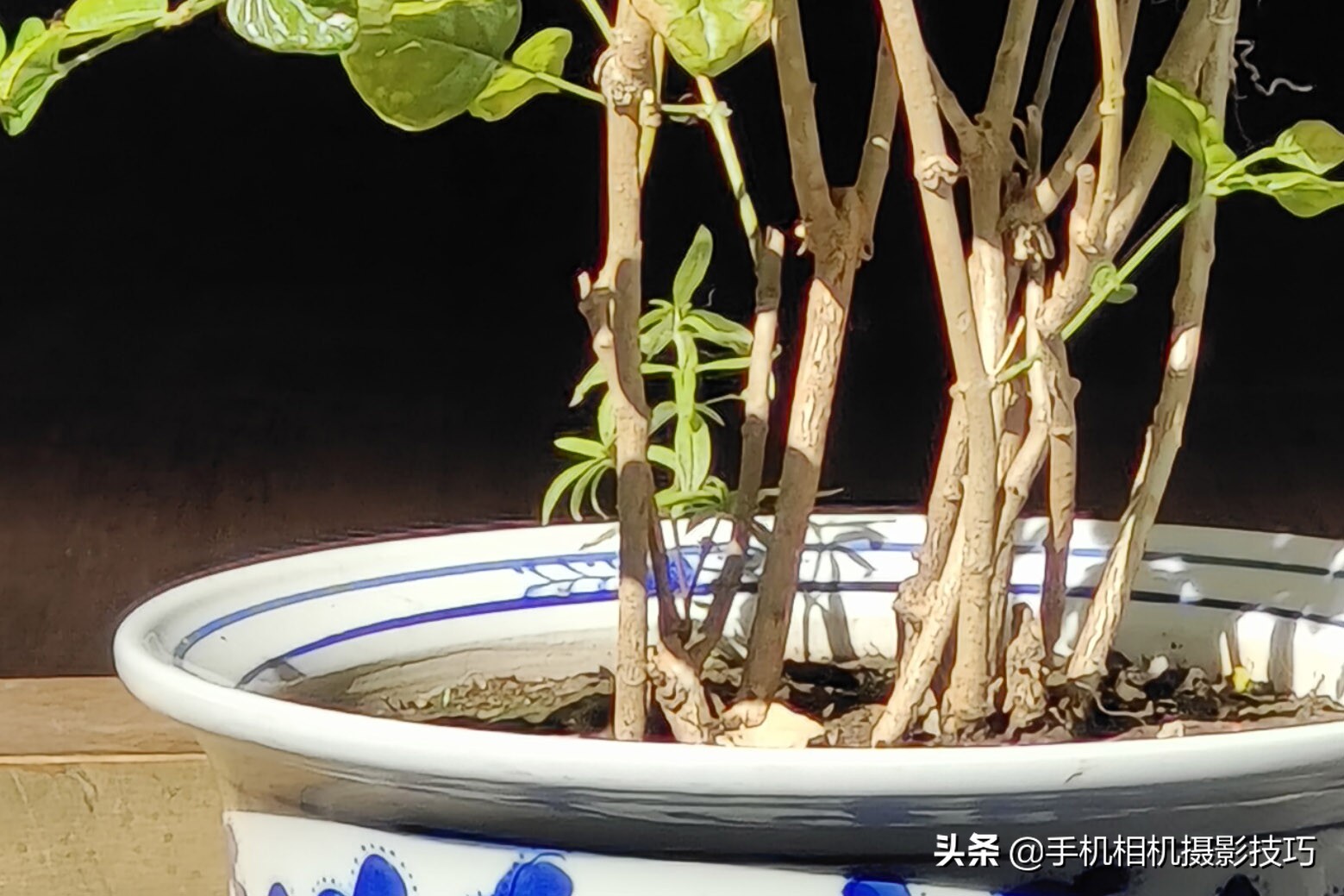 vivoX70Pro+是摄影新机皇？用完它那拉胯的长焦，我沉默了