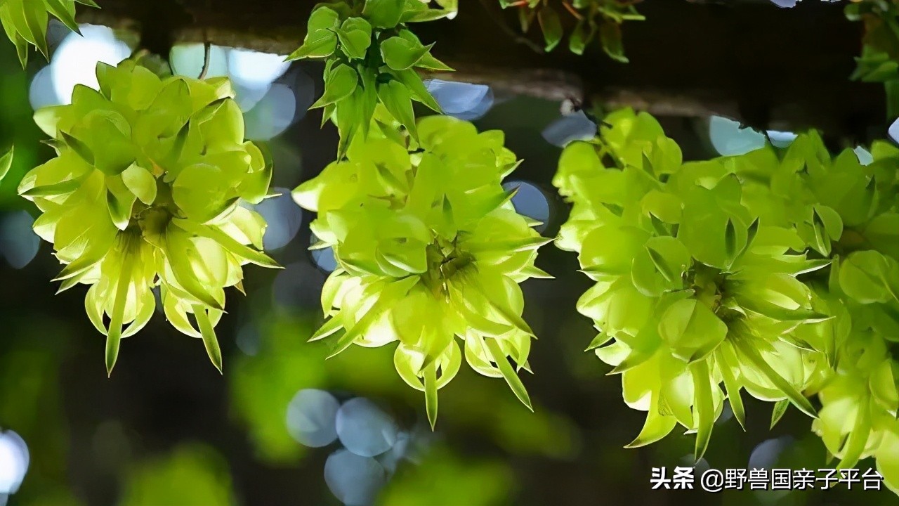 春天的花真的很美丽让人向往,春天的花也太美了