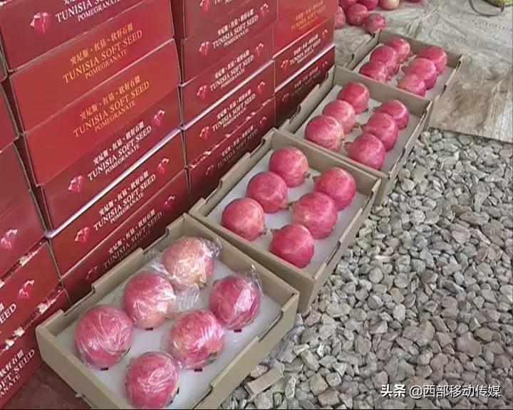 易门软籽石榴,易门突尼斯软籽石榴