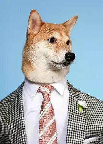 西装犬模丨美国纽约一条月入九万的狗