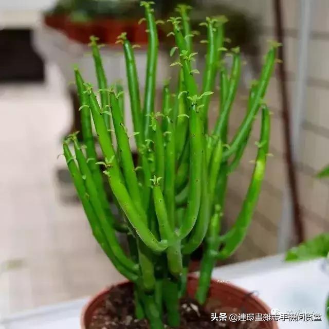 100种常见花卉植物图谱,100种花卉素描图谱