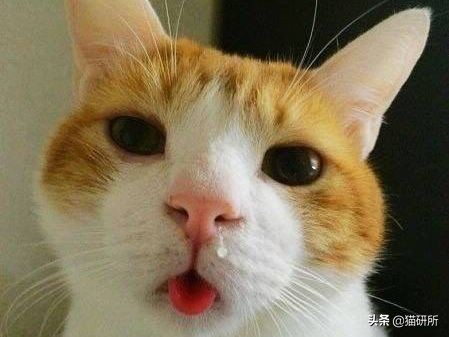每天15分钟，医生手把手教你做17项猫咪全身检查