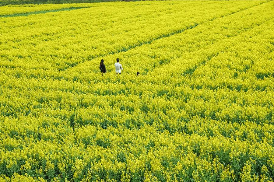 油画棒画油菜花,油菜花油画棒儿童画
