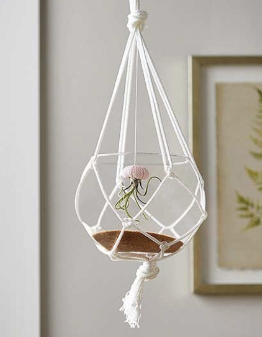 悬挂植物,好看独特的植物装饰