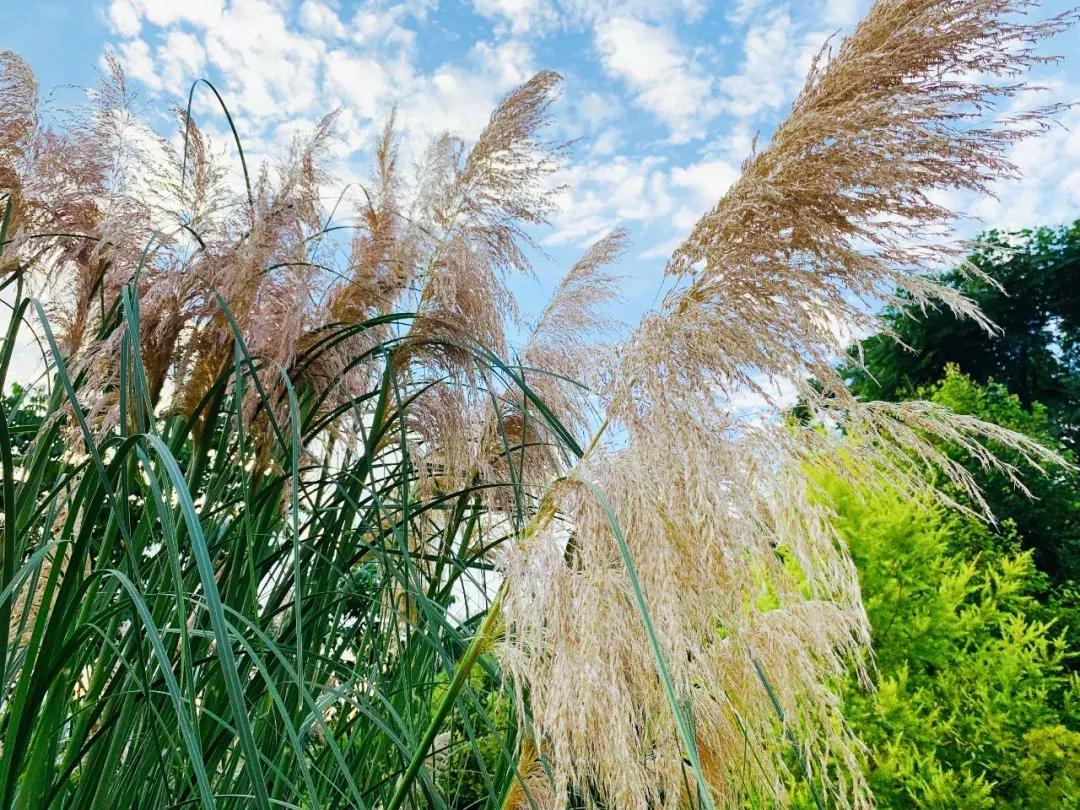 重庆主城区哪里有花海,重庆区县花海景点大全