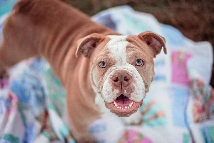 和斗牛犬拍照,斗牛犬拍写真集