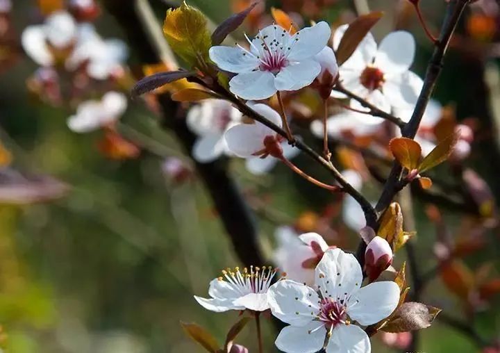 春暖花开的季节到了文案,春暖花开的季节到了原版