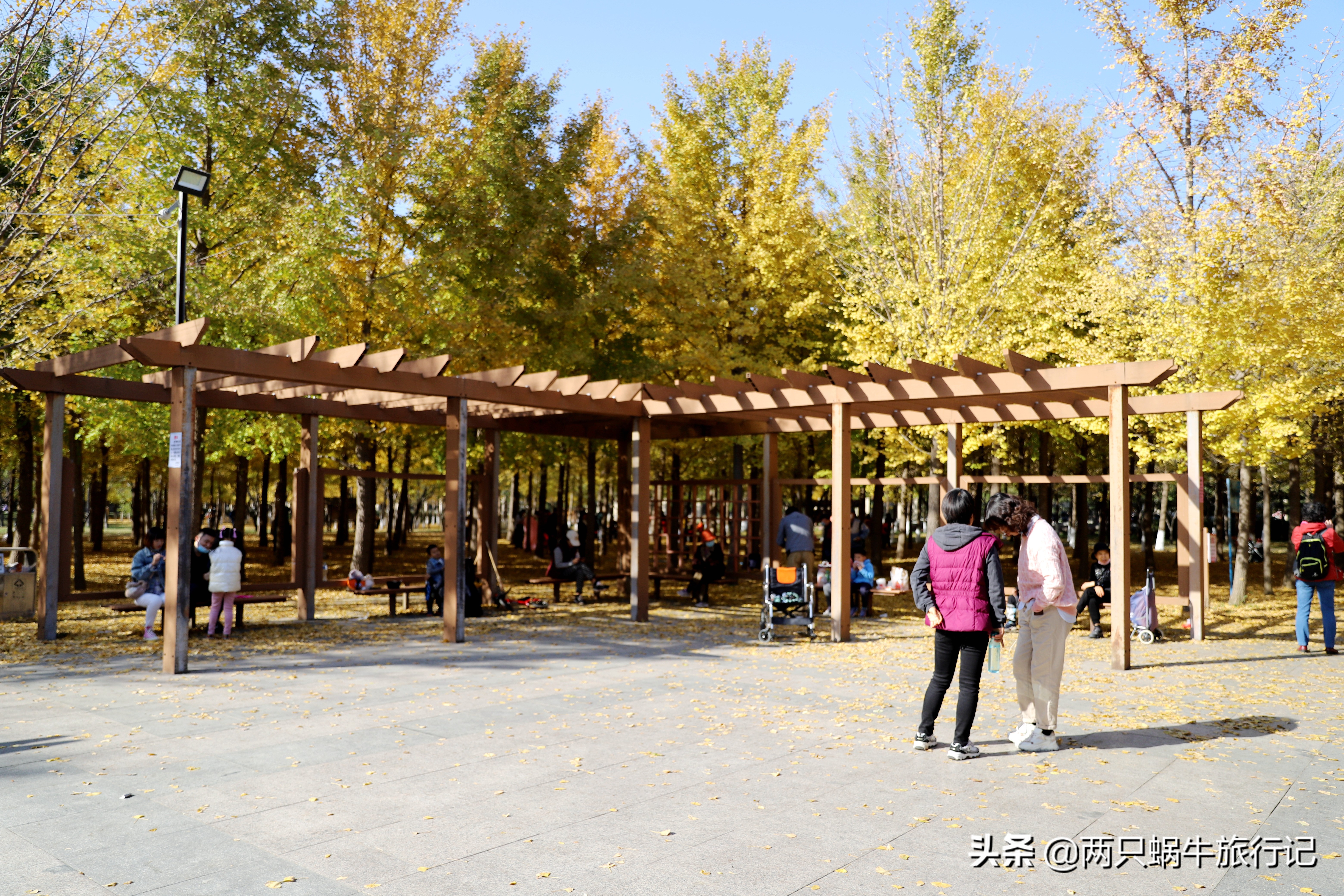 秋天落叶自然的调色盘,调色盘秋天