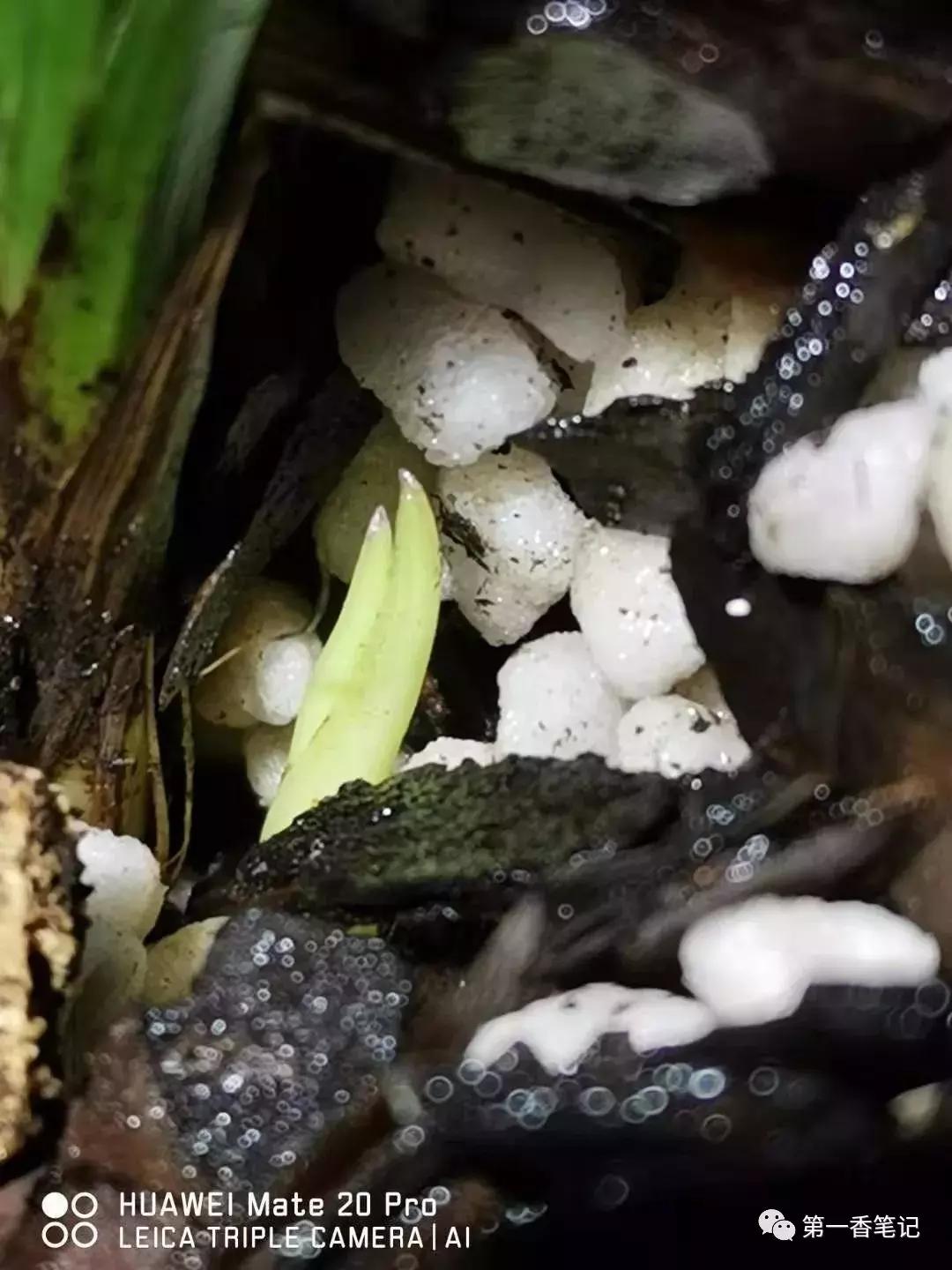 兰花花苞如何看品种,如何辨别兰花花苞的品种