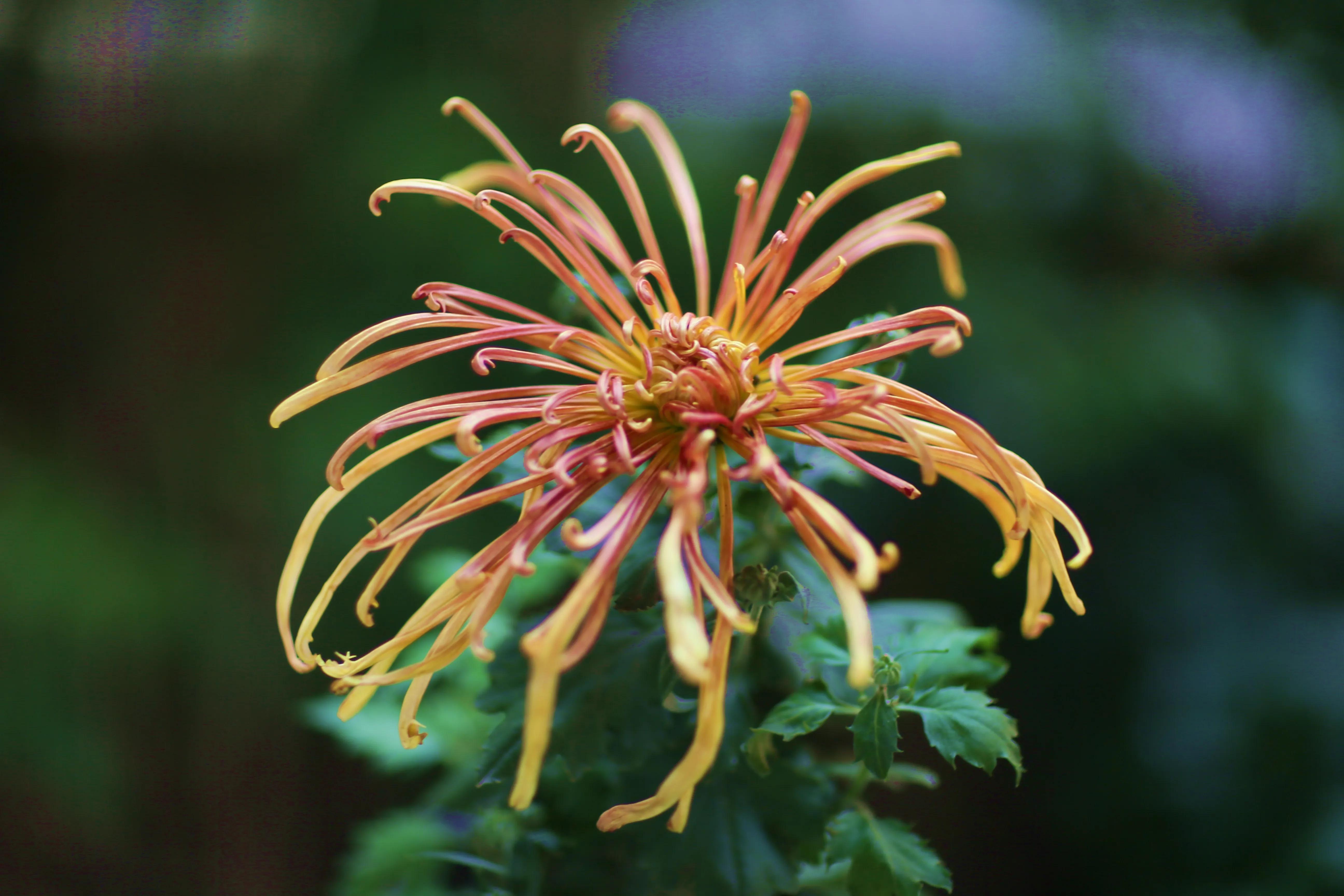 开封第十届国际菊花展8k高清视频,开封菊花文化节隆重开幕