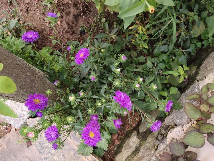 归老宁无五亩园，读书本意在元元