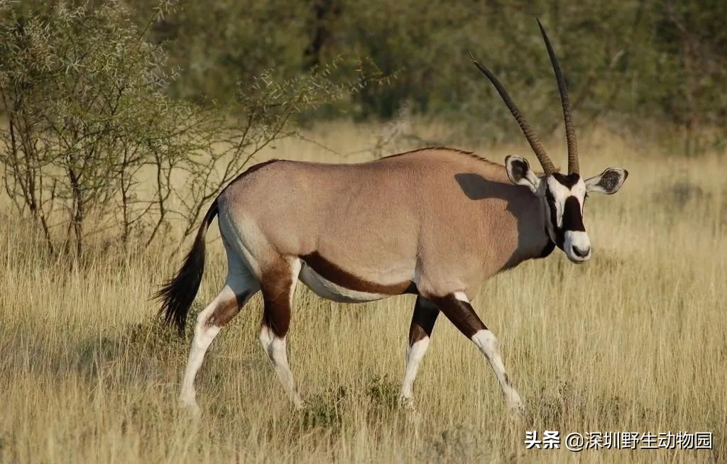 牛科动物排名,牛科动物有哪些品种