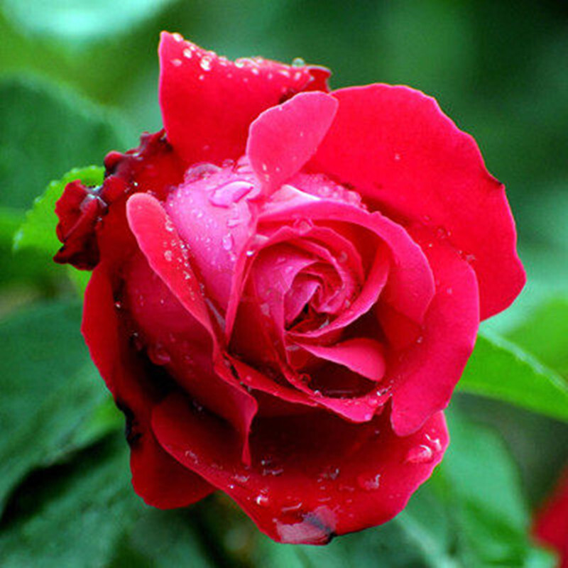 养花施大肥是什么肥,养花用什么垫底花肥最合适