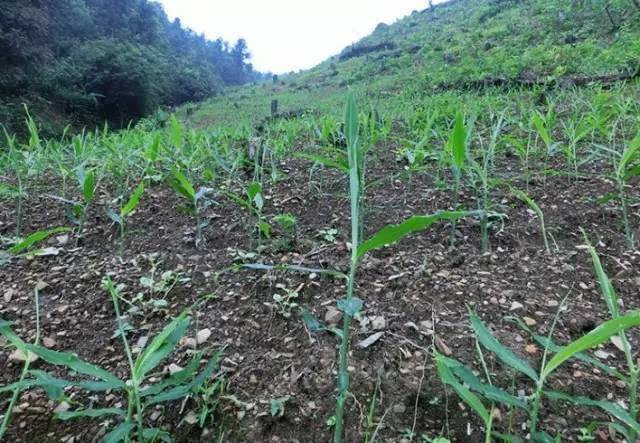 无公害生姜生产,生姜田间种植高产技术讲解