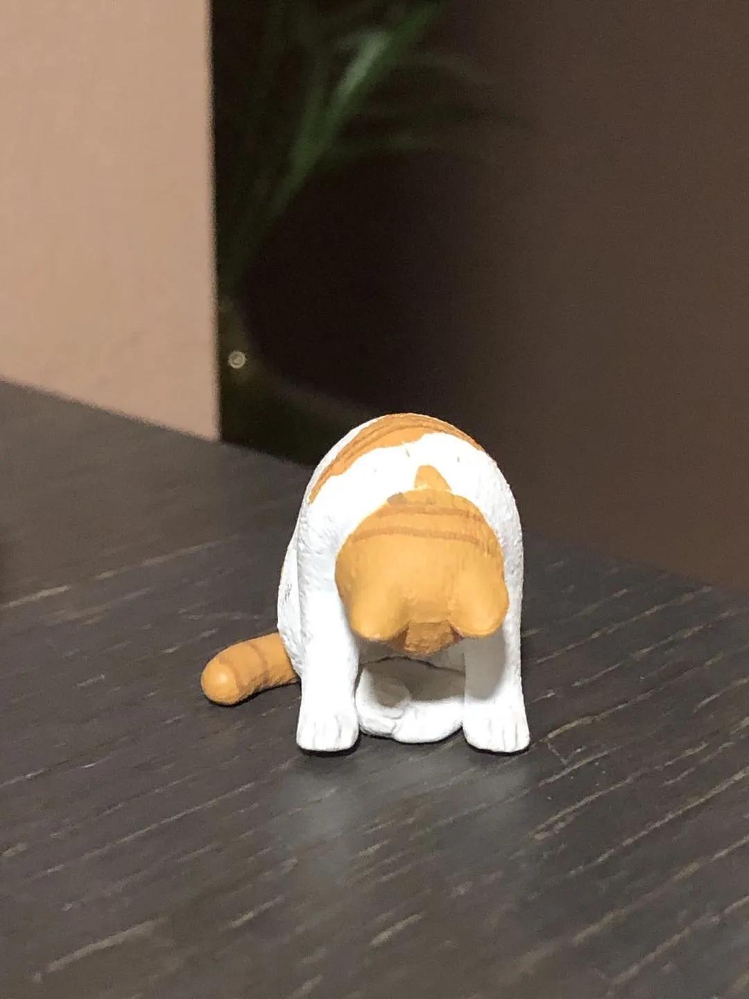 大橘猫和主人被骚扰,橘猫被主人骚扰