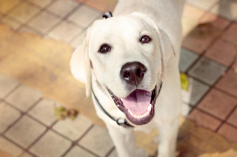 拉布拉多犬怎么看出是好的,怎么区分纯拉布拉多犬幼犬