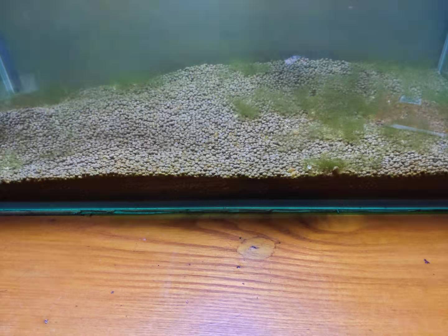 鱼缸滤材背后的秘密,昂贵鱼缸滤材值不值得买