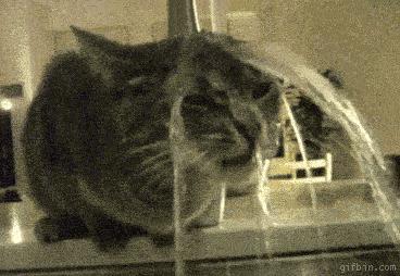 猫咪到底能不能喝矿泉水,猫咪喝自来水会结石吗