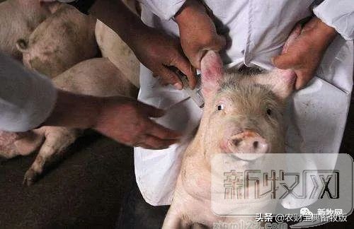 放心猪,放心养猪