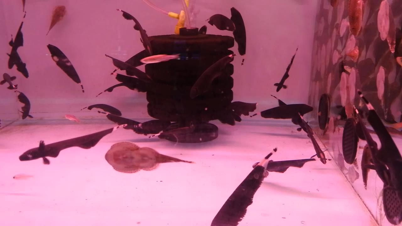 热带观赏鱼批发从哪里进货最便宜,热带鱼观赏鱼在哪买便宜