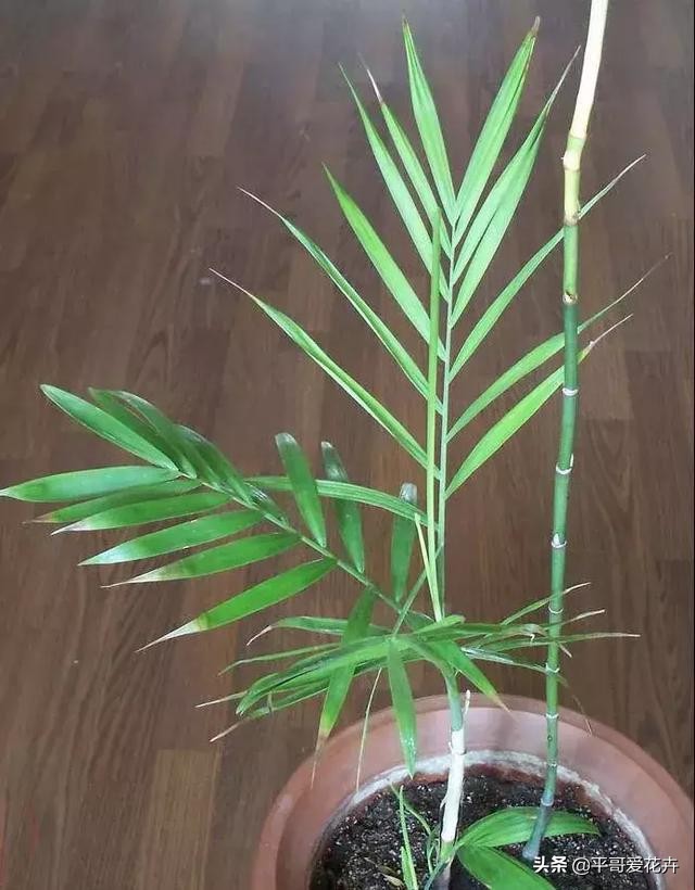 凤尾竹怎么养不出竹竿来,凤尾竹不分株怎么弄