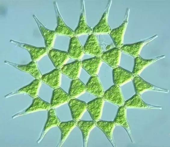 水产养殖藻类老化是怎样的,水产养殖显微镜下各种藻类