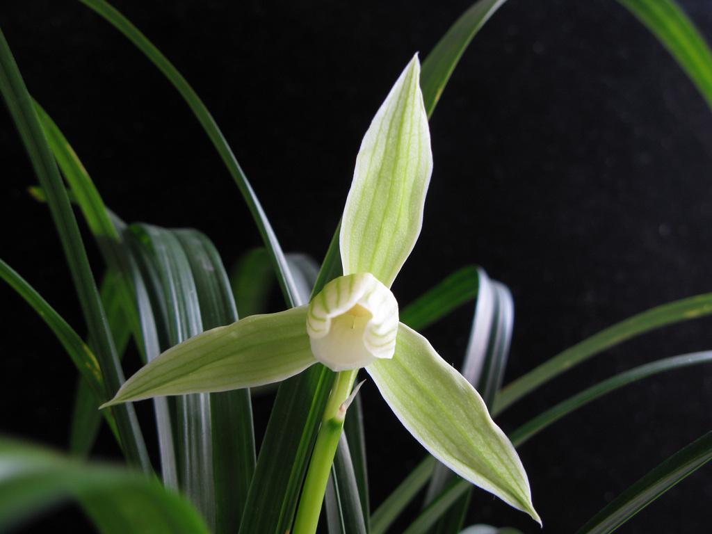 精品玉兰的品种及图片,国兰花朵不艳丽但香气清雅