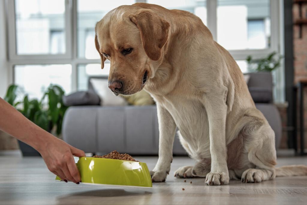 不掉毛体味小不乱叫的小型狗,干净体味轻没攻击性的狗