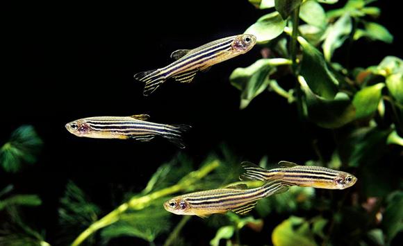 适合新手养的十大最耐活观赏鱼,十大适合新手养的漂亮观赏鱼