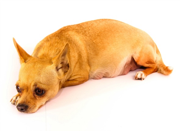 怎样区分狗狗假孕和怀孕,怎么判断狗狗真怀孕还是假怀孕