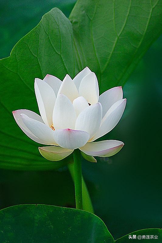 人生大舞台众生皆奔忙视频,人生简单生活的句子