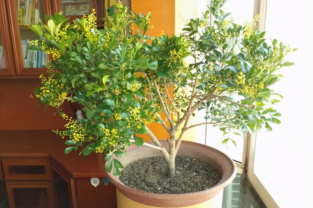 米兰花怎么养才能开得好看,米兰花的种植方法及养护