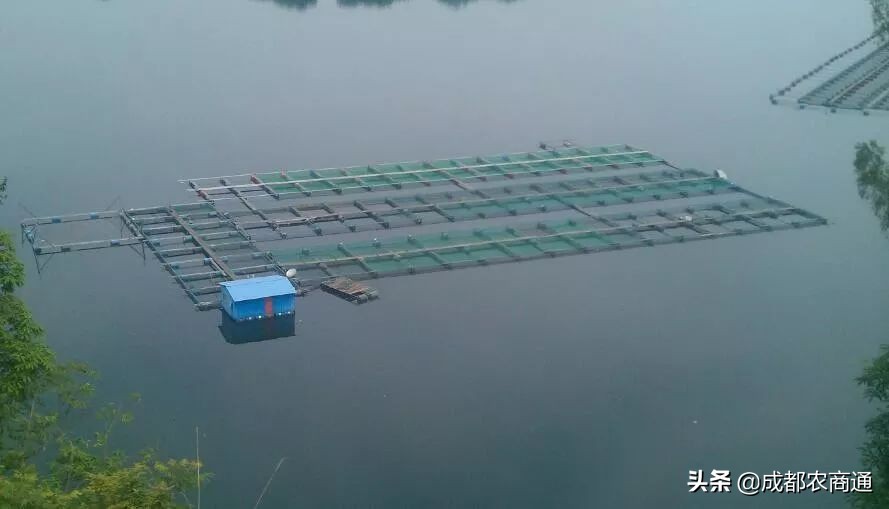 甲鱼养殖最新技术,养殖甲鱼技术和教程