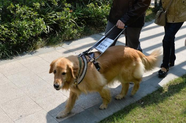 最适合当导盲犬的狗,最适合导盲犬的狗狗