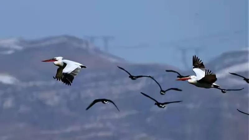 朔州：鹈鹕惊现东榆林