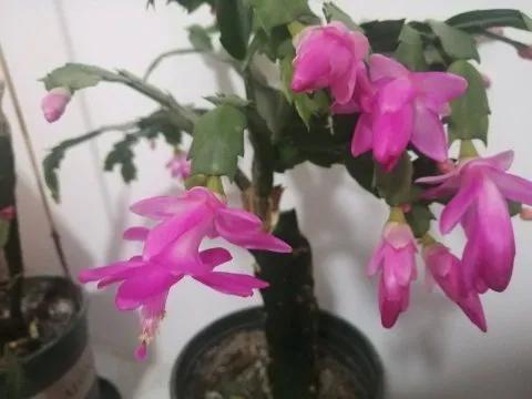 蟹爪兰一盆3个颜色,蟹爪兰100品种图片