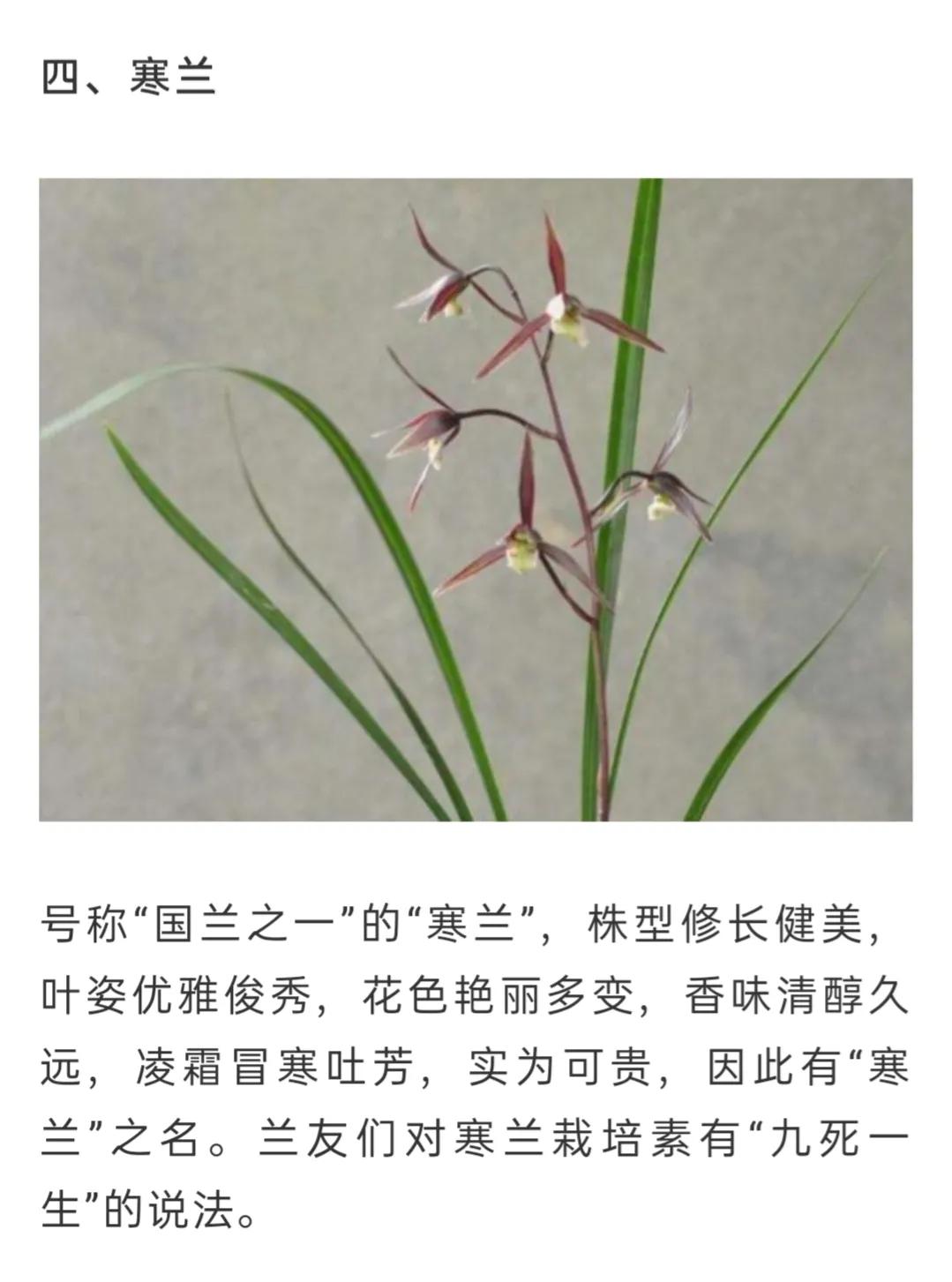 兰花简单介绍,兰花介绍资料大全视频