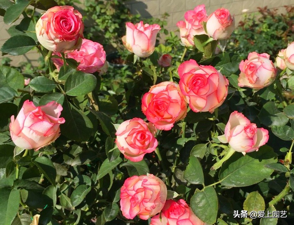 适合阳台种容易爆盆的切花月季,月季经典高颜值品种是哪个