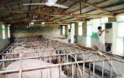 母猪产房降温最好的方法,母猪产房降温最佳方案