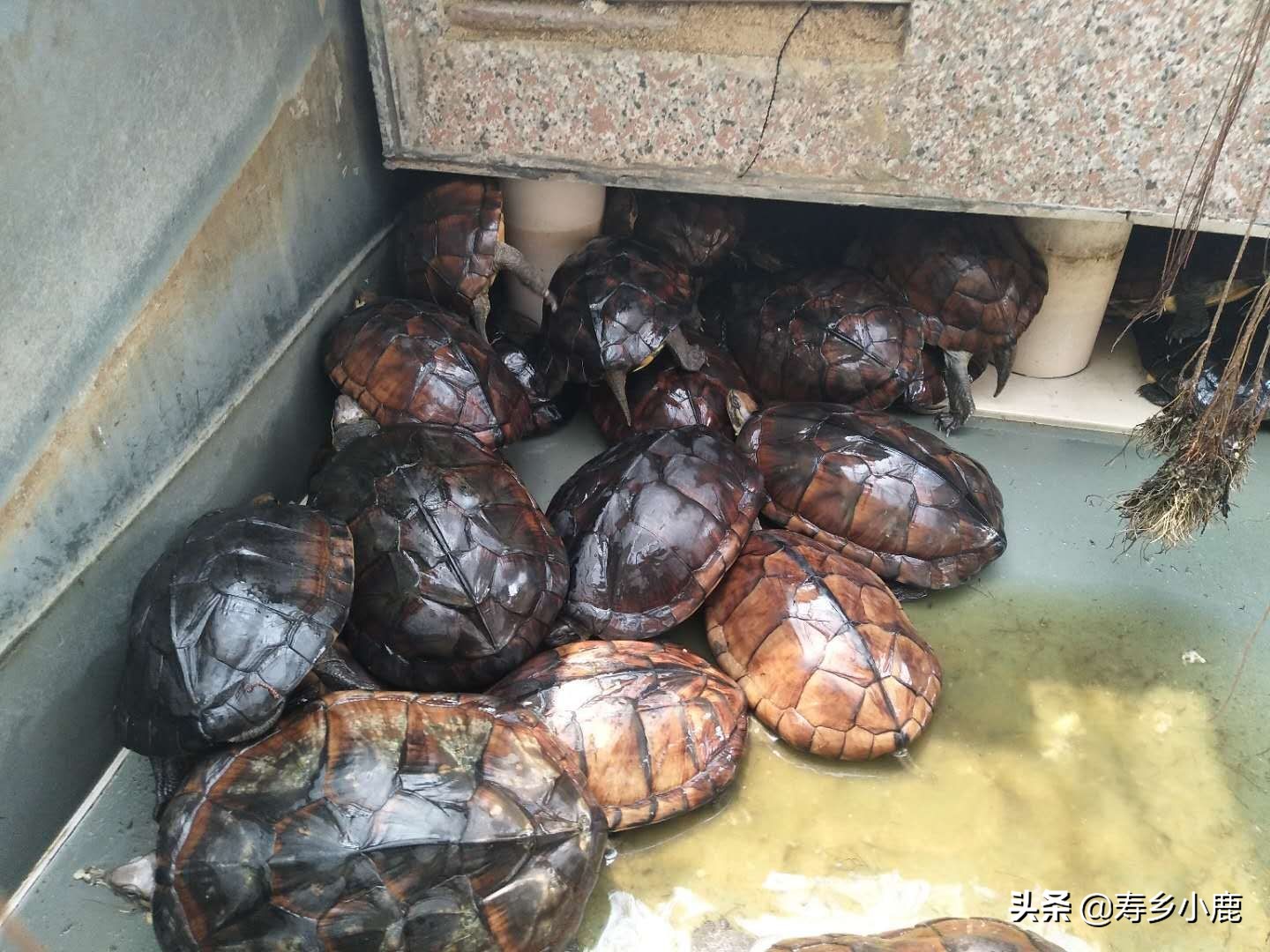 石金钱龟掉价视频,石金钱龟两斤值多少钱