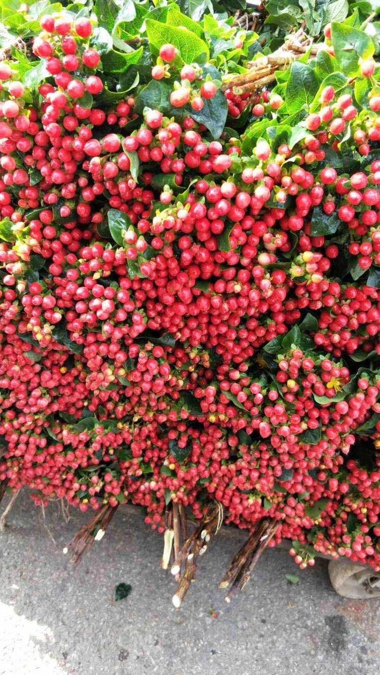 怒放的生命原唱完整版,怒放的生命