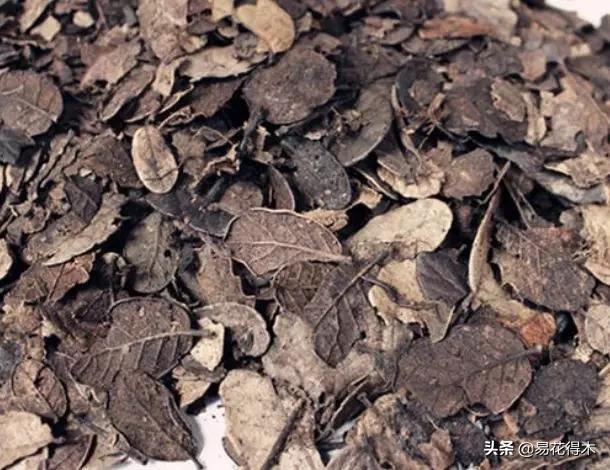 花卉栽培｜蛇木、泥炭、椰糠、松针，这些纤维类植料有什么优点？